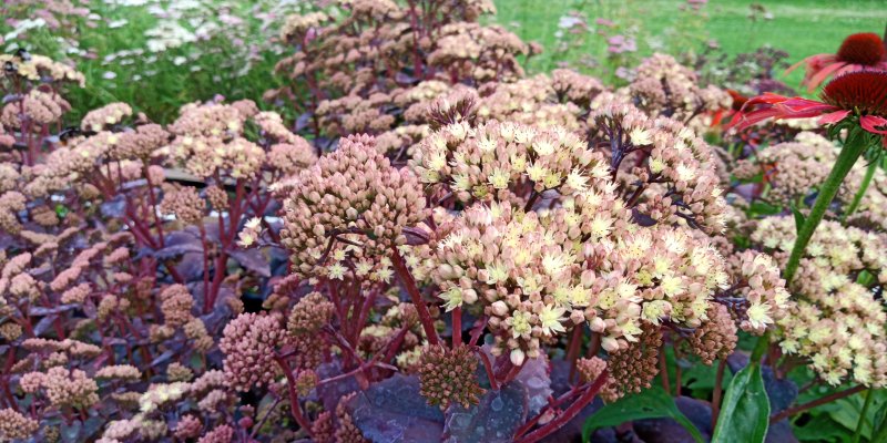 Sedum 'Eline' Очиток